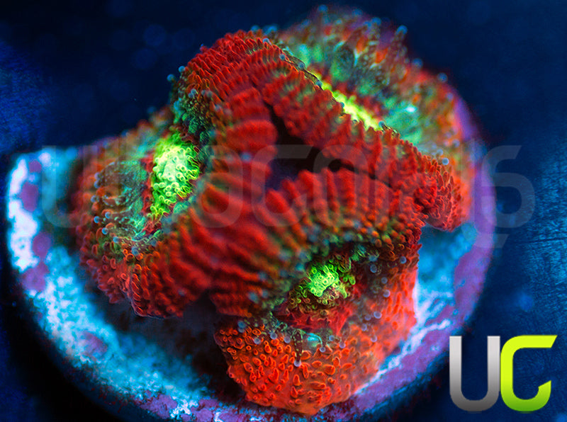 NEW RELEASE: UC Emperor Micro Amakusensis