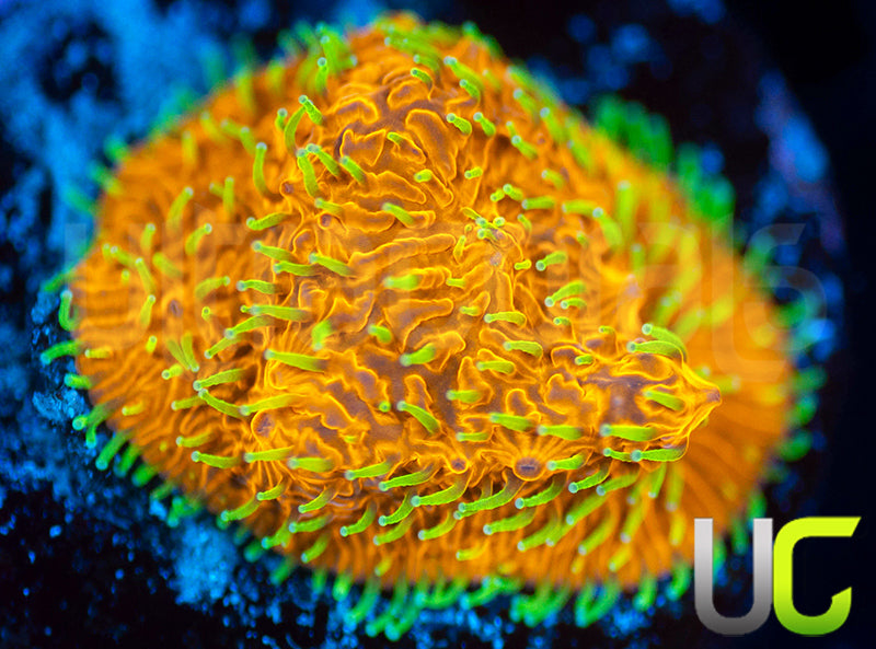 UC Fuzzy Navel Litho