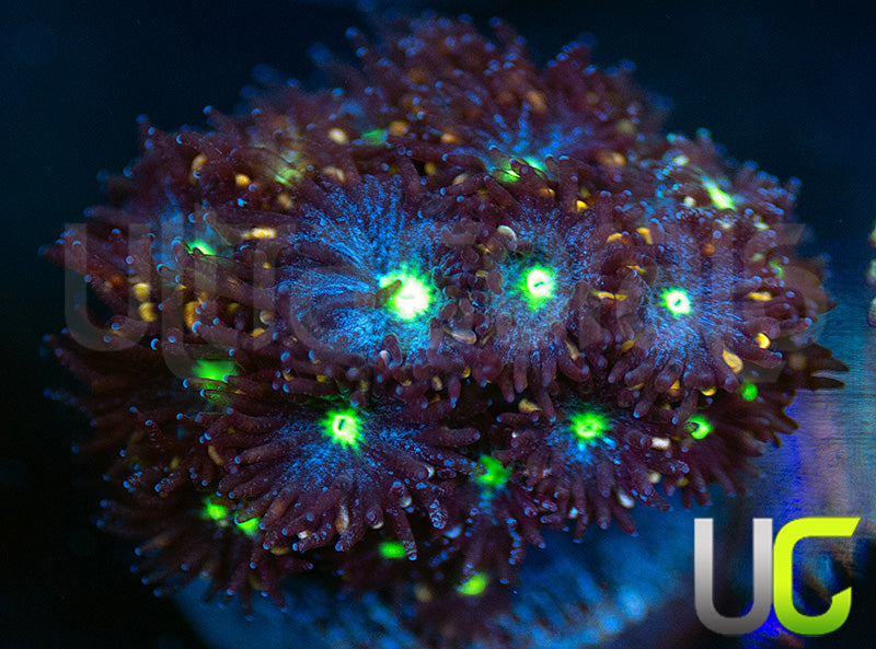 UC Stunt Double Leptastrea