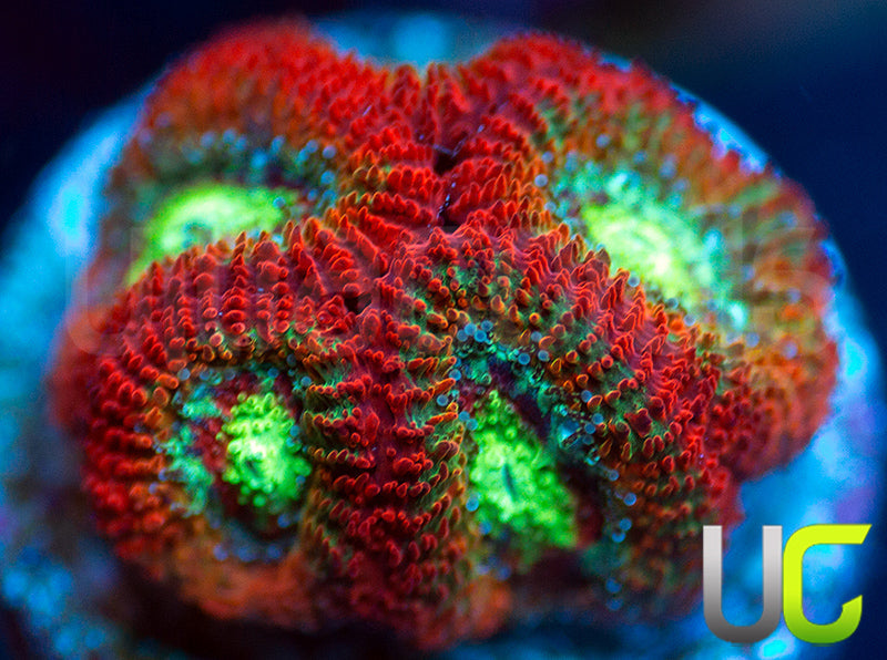 NEW RELEASE: UC Emperor Micro Amakusensis