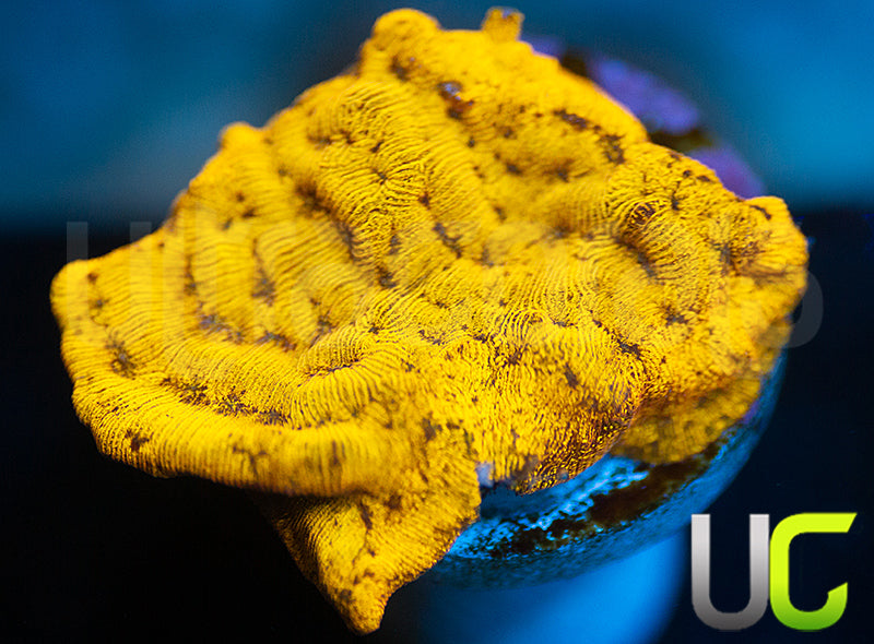 UC Golden Dragon Lepto