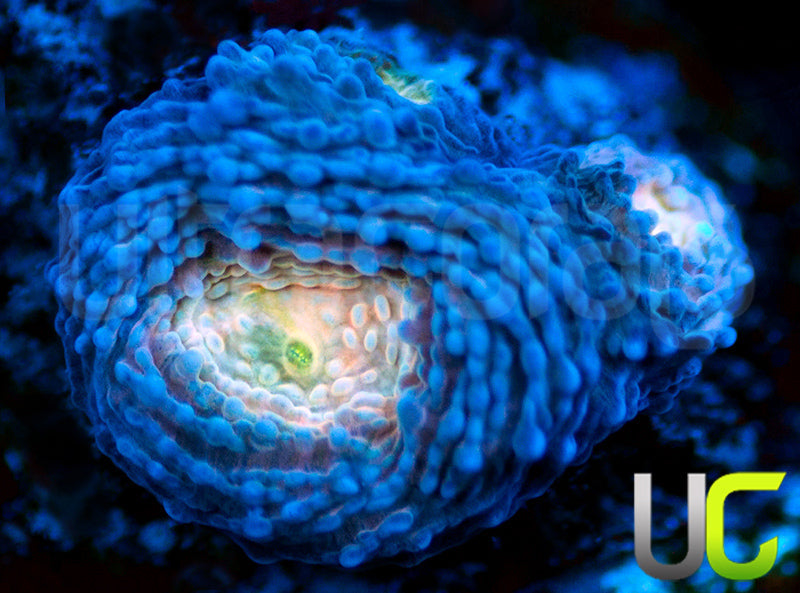UC Pink Lotus Acan Echinata