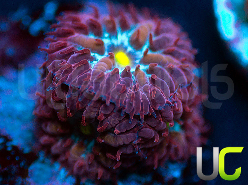 UC Boondocks Blastos