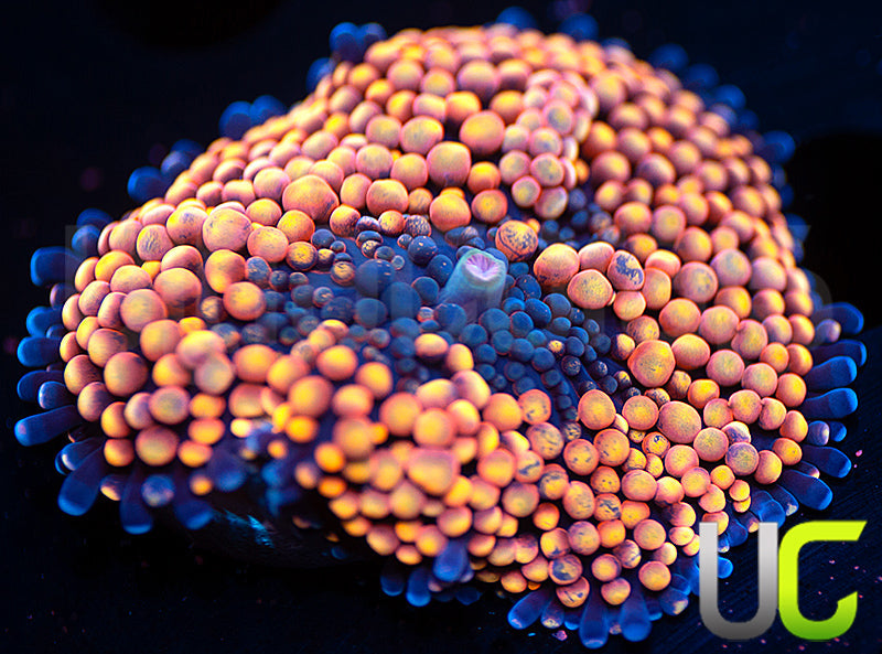 UC Pink Panther Florida Ricordea