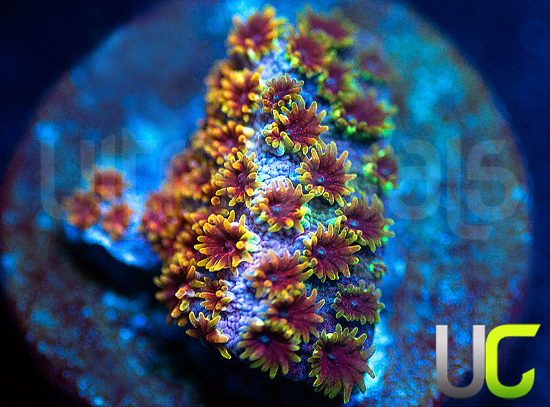 WWC Skittles Bomb Cyphastrea