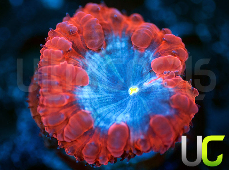 UC Forbidden Blasto