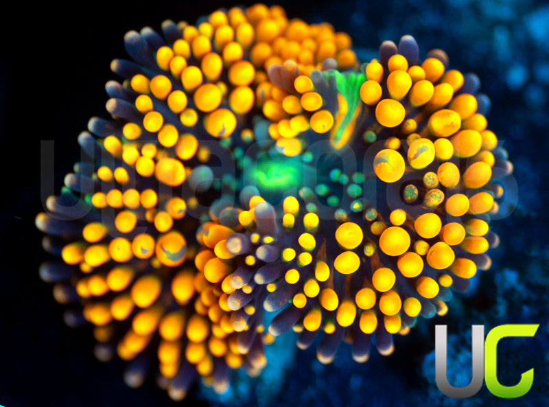 UC Metallic Orange Bubble Florida Ricordea