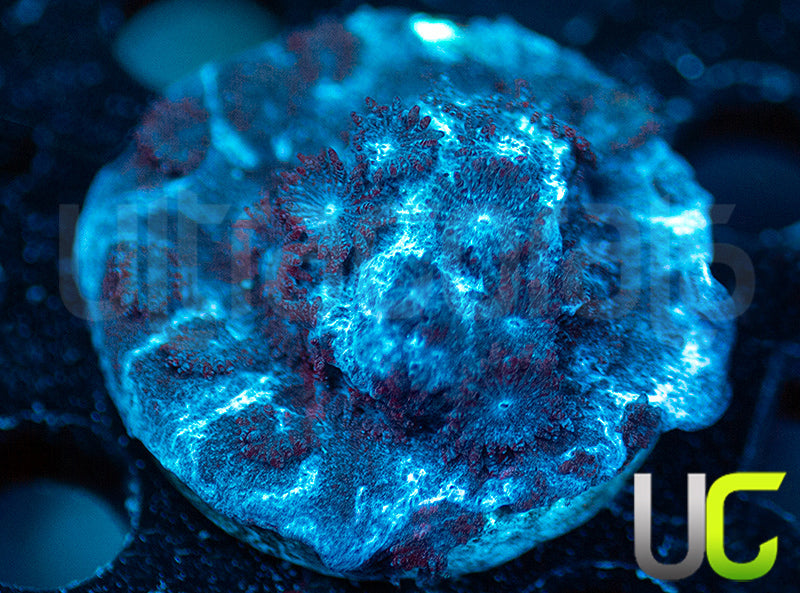 UC Blackberry Cyphastrea