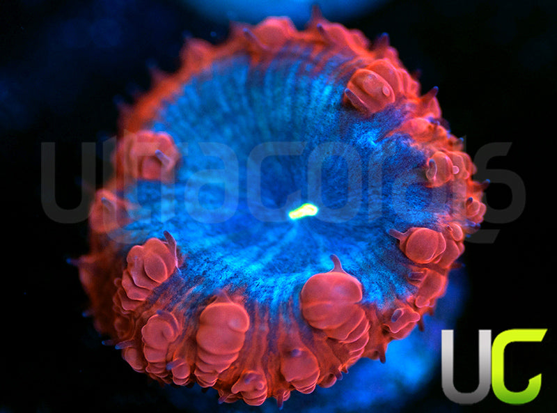 UC Forbidden Blue Blasto