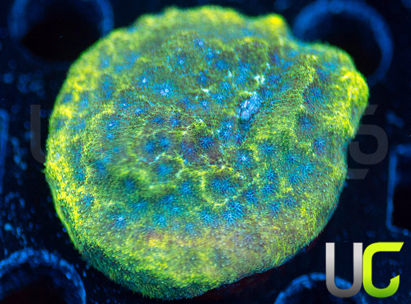 UC Toxic Constellation Psammocora