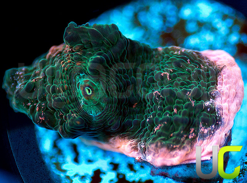 UC Fake Fantasy Chalice