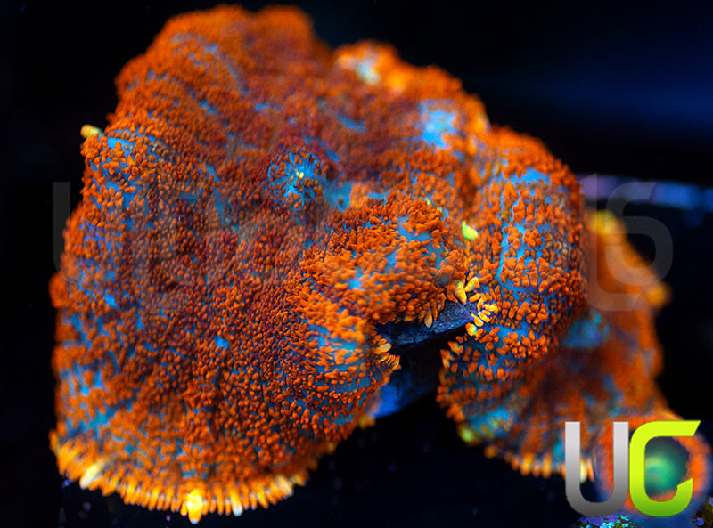 UC Hells Spells Mushrooms