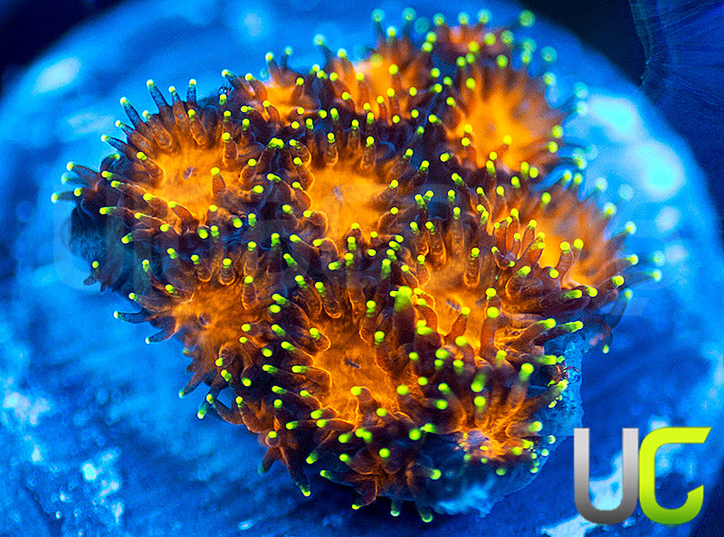 UC Lightning Tip Leptastrea