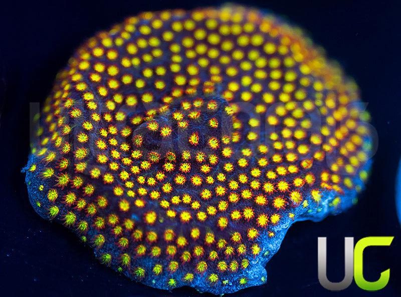 UC Flamethrower Stylo