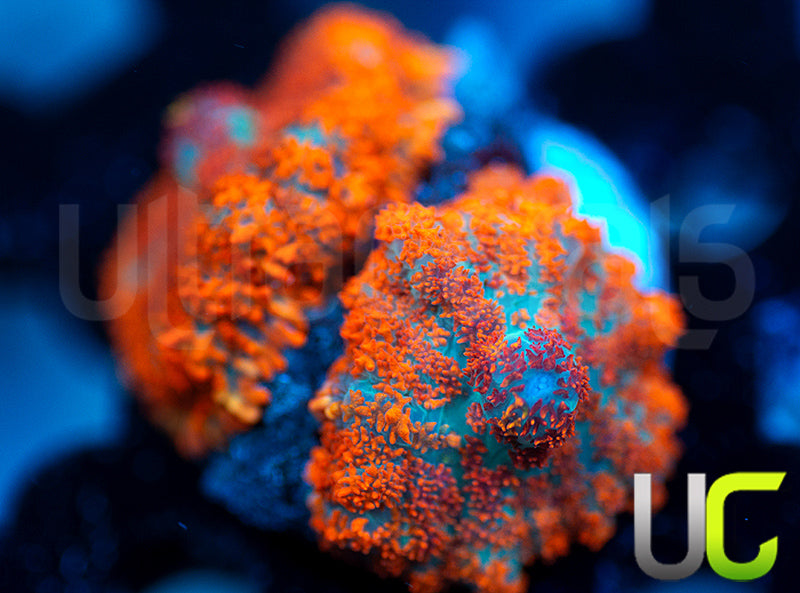 UC Hells Spells Mushrooms