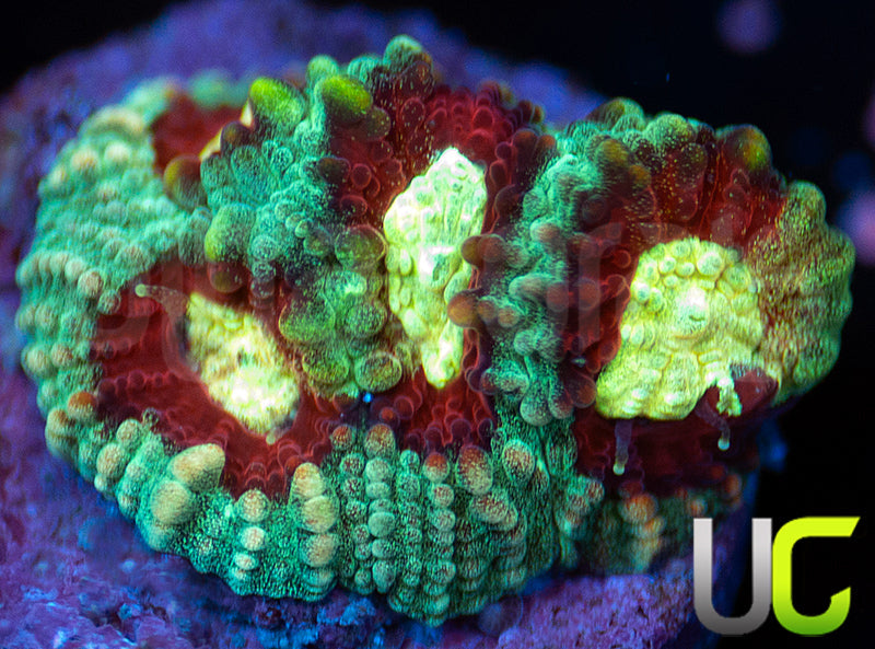 UC Strobe Light Favia