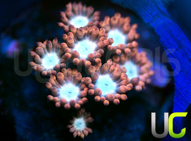 UC Cosmic Candy Goni