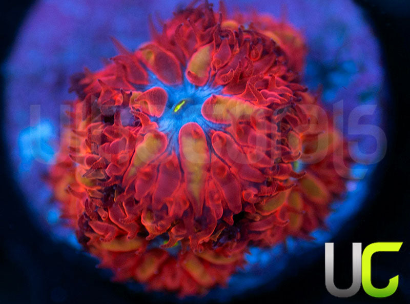 UC Blue Raven Blastos
