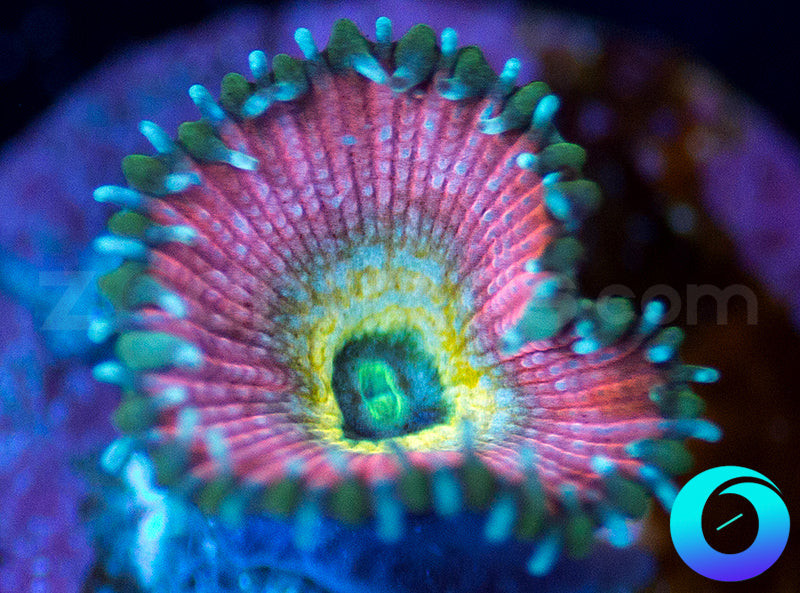 Beauty and the Beast Proto