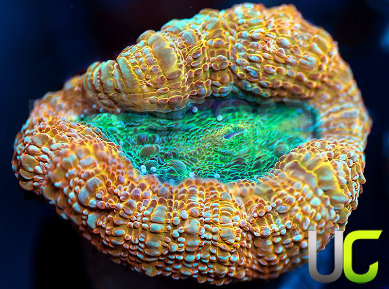 POTO Orange Crush Bower