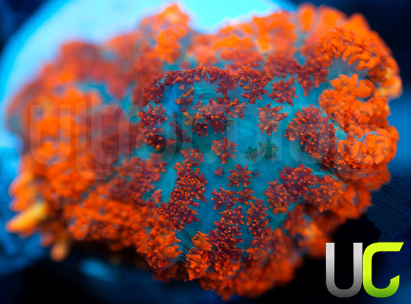 UC Hells Spells Mushroom