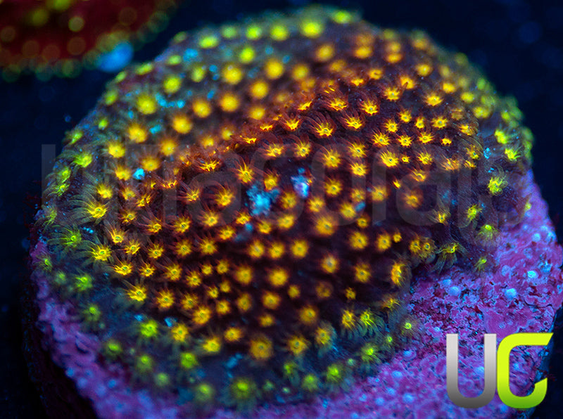 UC Flamethrower Stylo