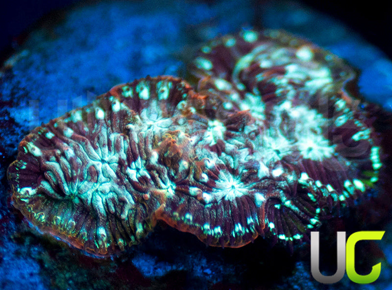 UC Phantom Splash Lepto