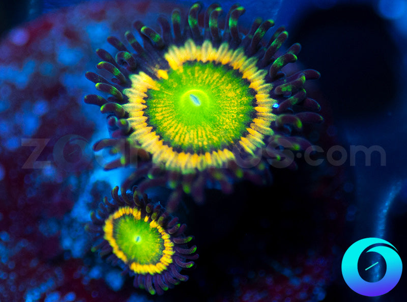 Gonzos Citrus Cooler