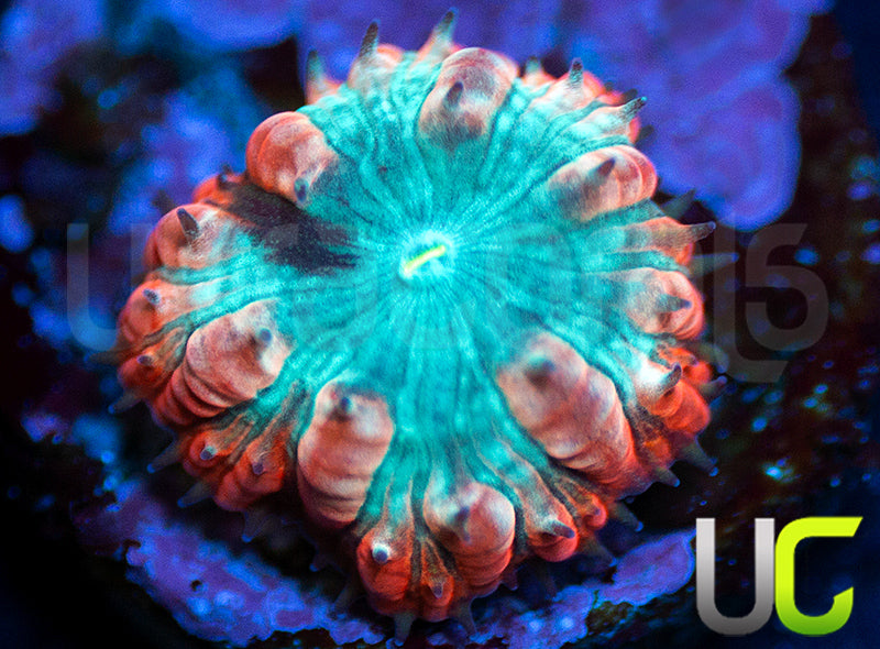 UC Home Stretch Blasto