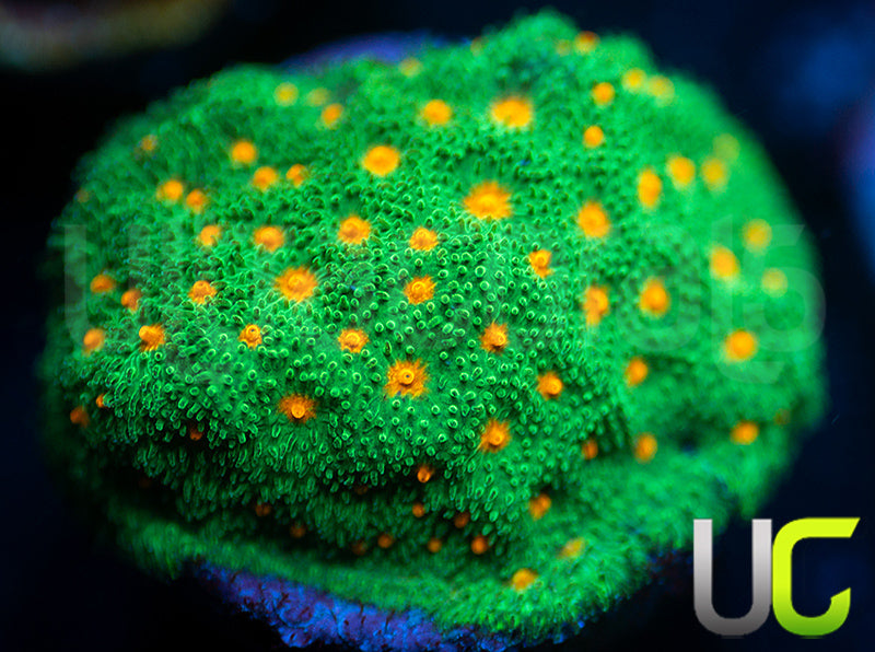 CC Smashing Pumpkins Psammocora