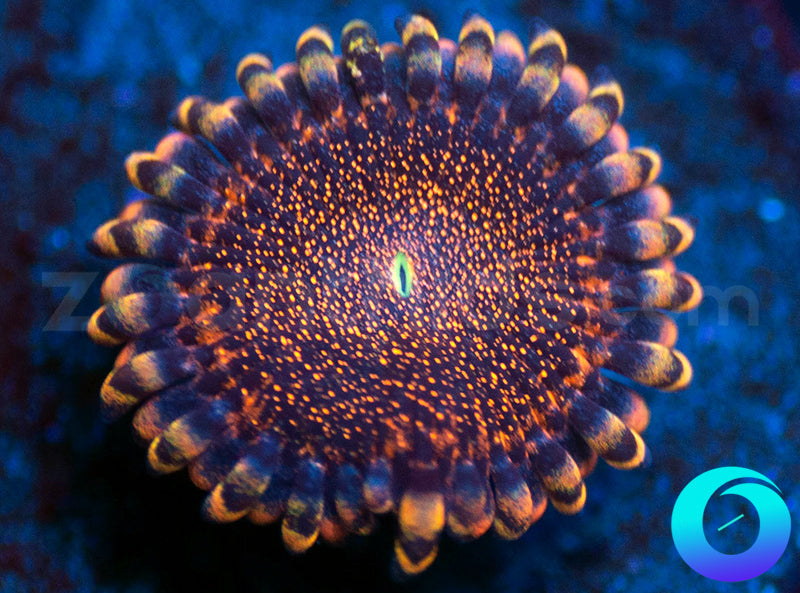 Orange Death Star Juvenille