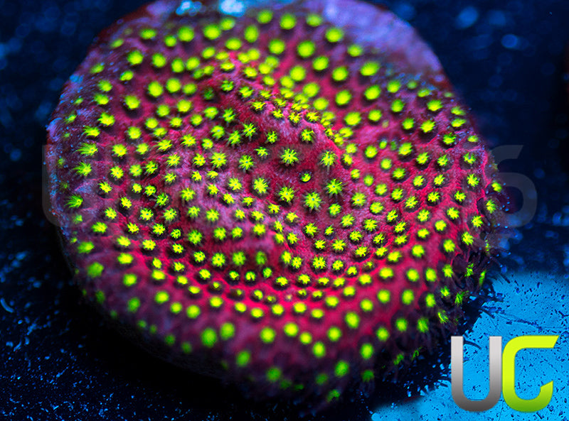 UC Raspberry Pie Stylo