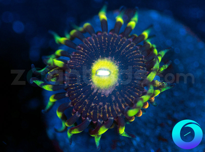 Photon