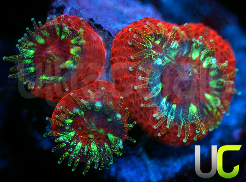 UC Dragon Slayer Micro Amakusensis