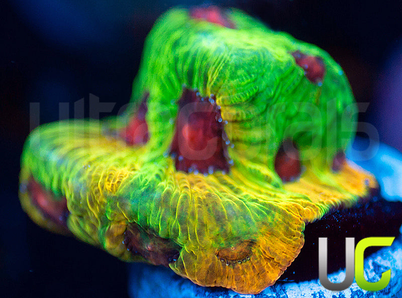 UC Fascination Favites