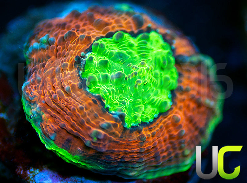 Agent Orange Acan Echinata