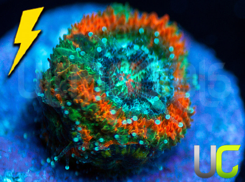 UC Carousel Micro Amakusensis