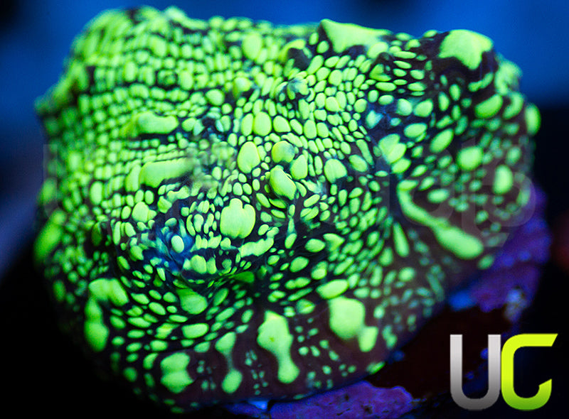 UC Goosebumps Chalice