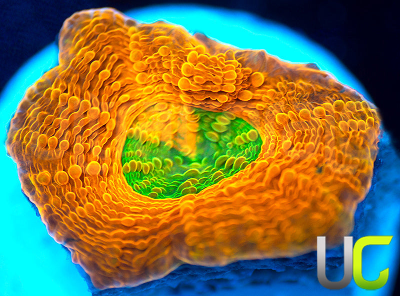 OG Pumpkin Patch Echinata