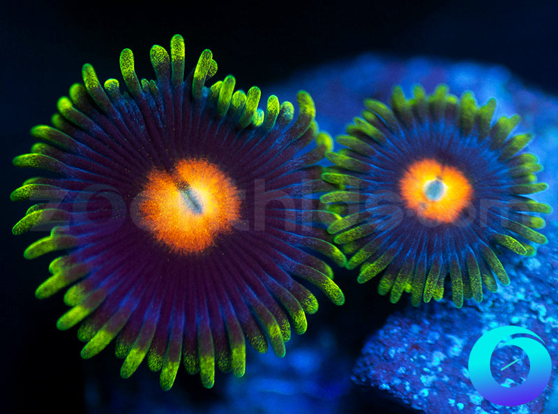 Glowpops