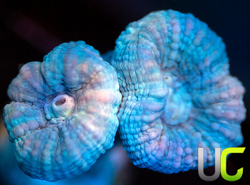 Pink Stripe Candy Cane