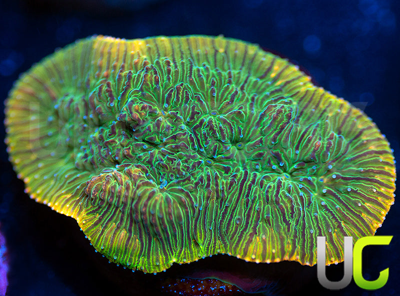 UC Headless Horseman Lepto