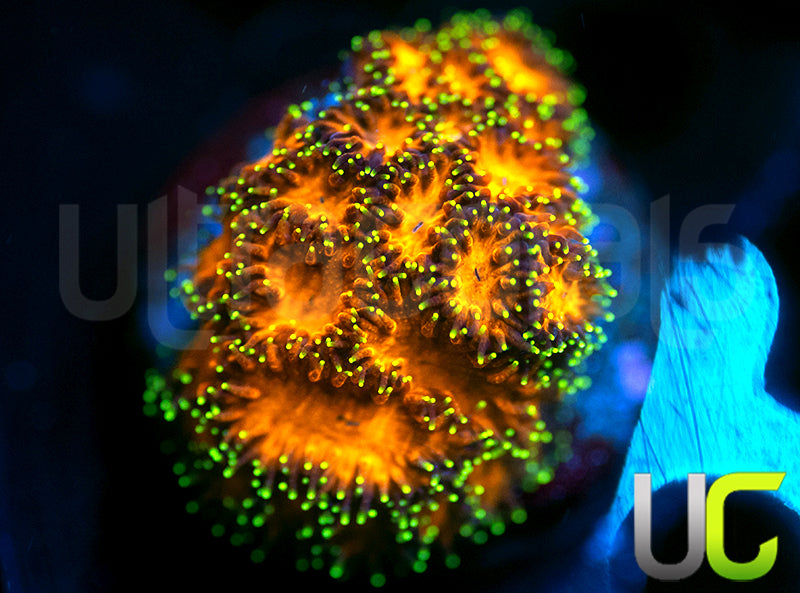 UC Lightning Tip Leptastrea