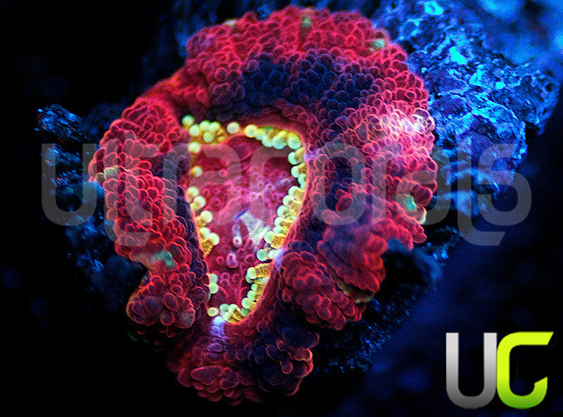 UC Suns Out Buns Out Micro Lord