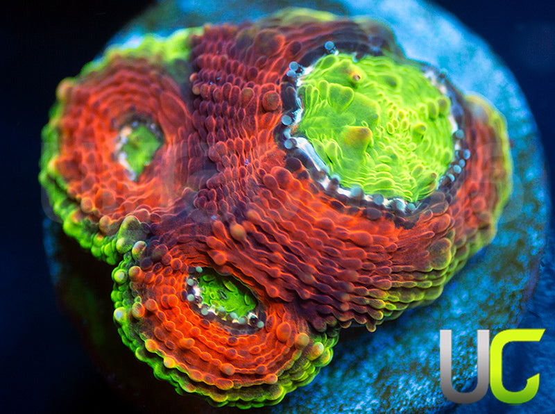 Agent Orange Acan Echinata