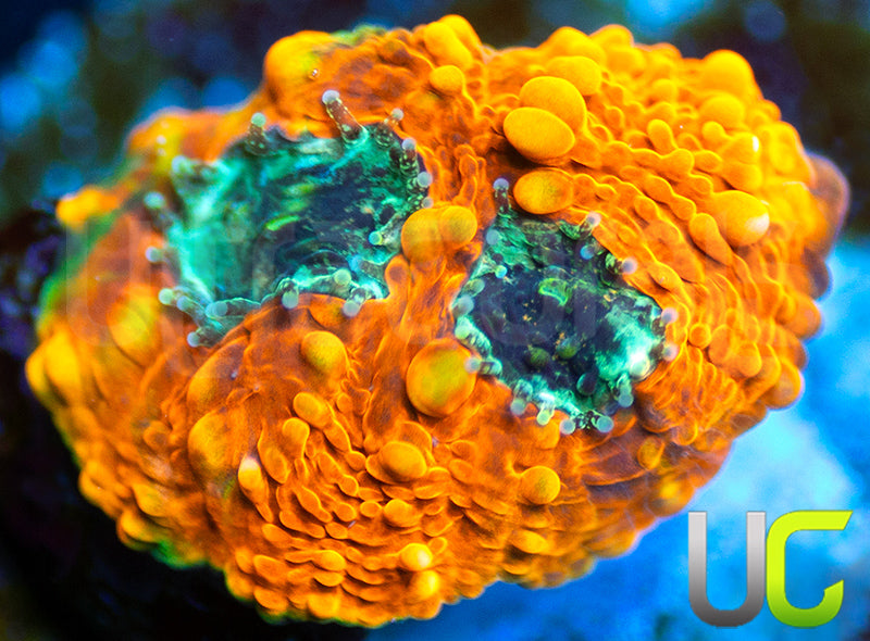 OG Pumpkin Patch Acan Echinata