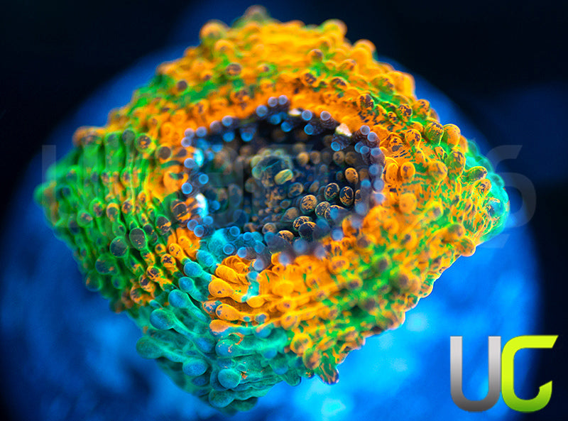 UC Denali Acan Echinata