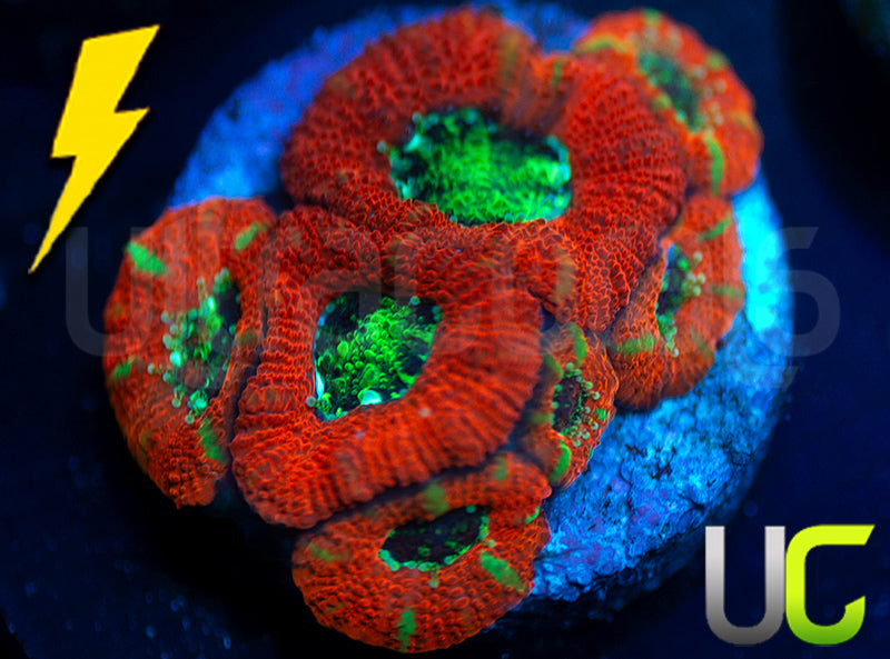 UC Dragon Slayer Micro Amakusensis