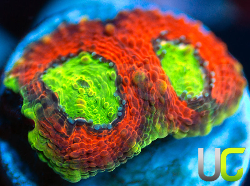 Agent Orange Acan Echinata