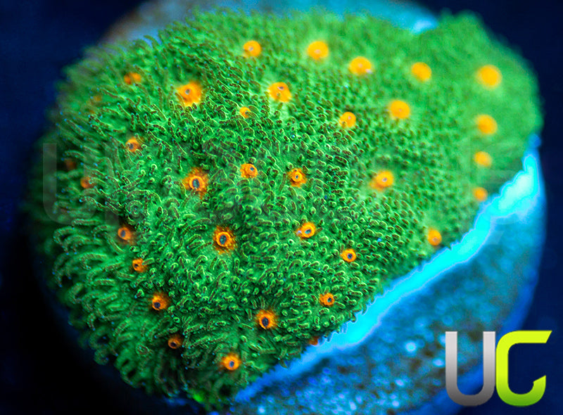 CC Smashing Pumpkins Psammocora